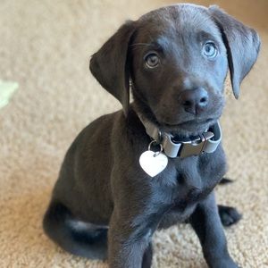 Meet your Posher, Amy